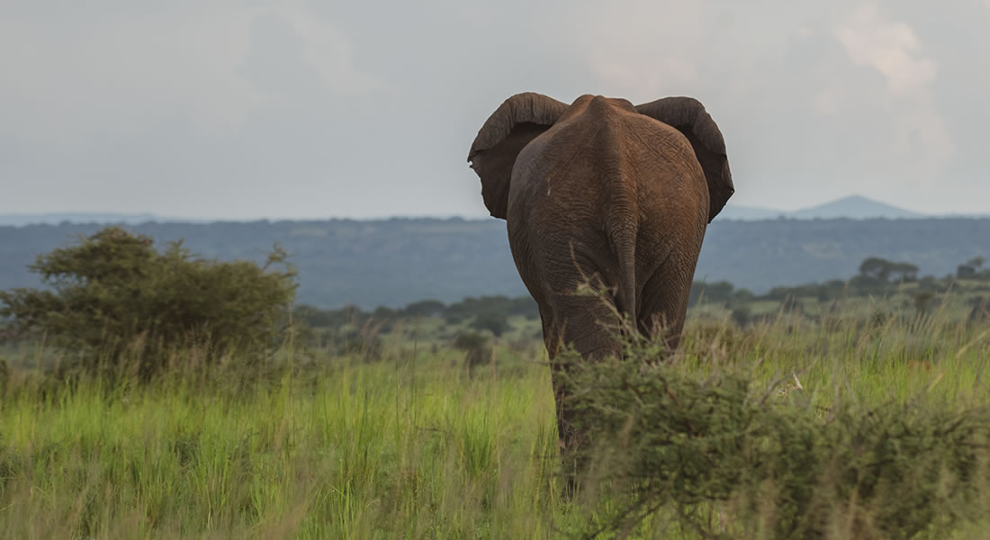 Uganda as a tourist destination